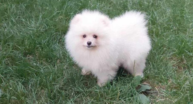 Pomeranian Spitz puppies