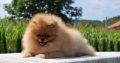 Pomeranian Spitz puppies