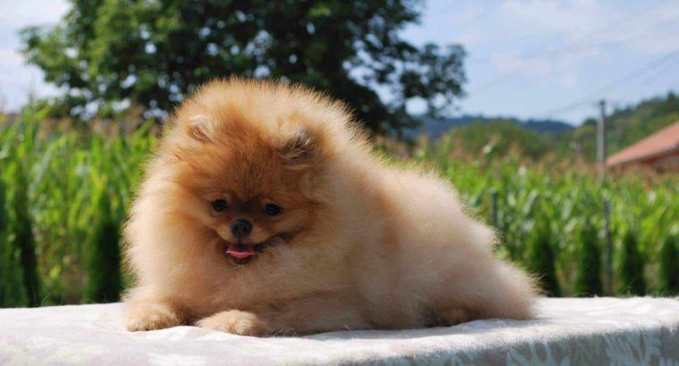 Pomeranian Spitz puppies