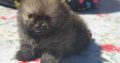 Pomeranian Spitz puppies