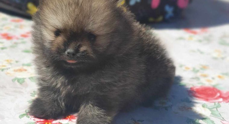Pomeranian Spitz puppies