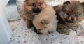 Pomeranian Spitz puppies