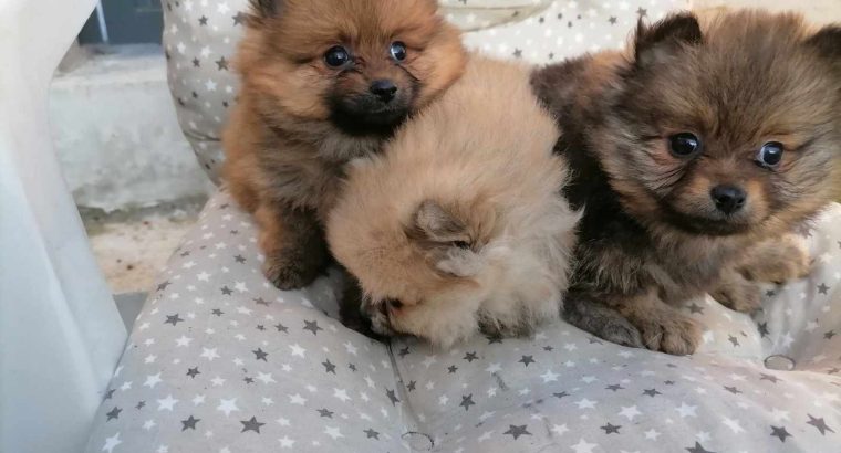 Pomeranian Spitz puppies