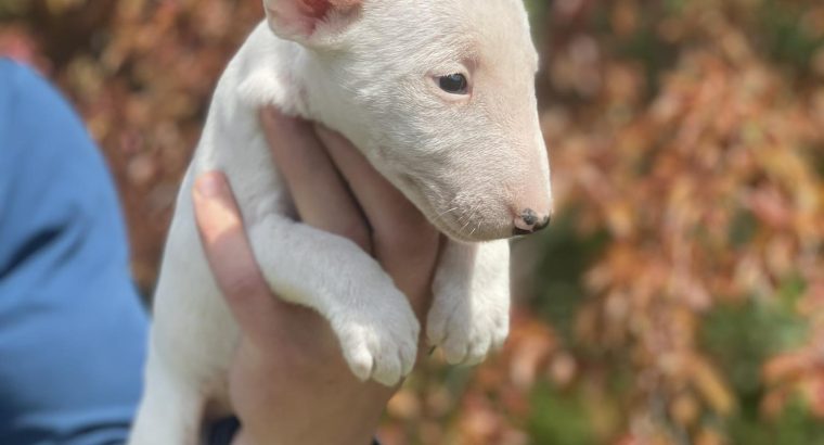 Miniature Bull Terrier puppies