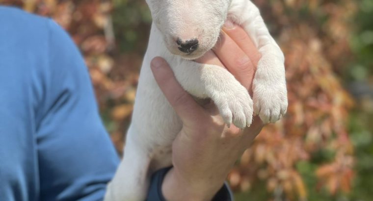 Miniature Bull Terrier puppies