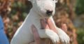 Miniature Bull Terrier puppies