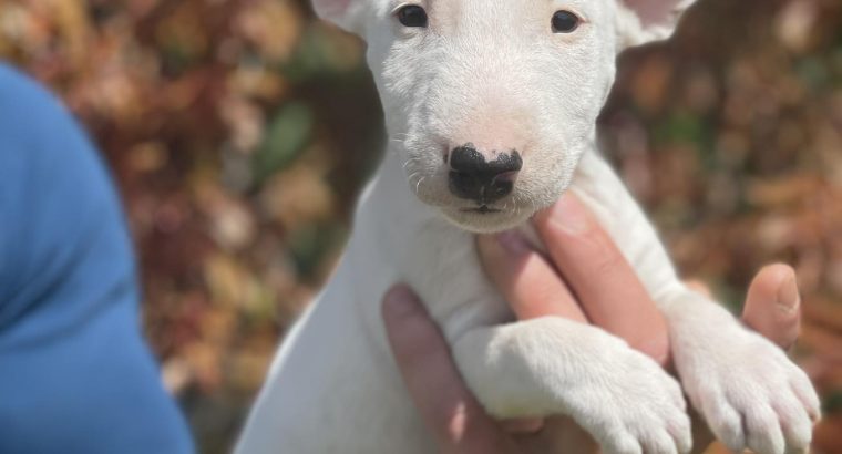 Miniature Bull Terrier puppies