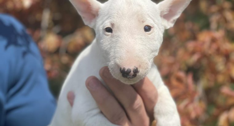 Miniature Bull Terrier puppies