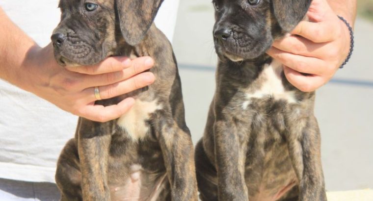 Cane Corso puppies for sale