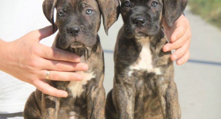 Cane Corso puppies for sale
