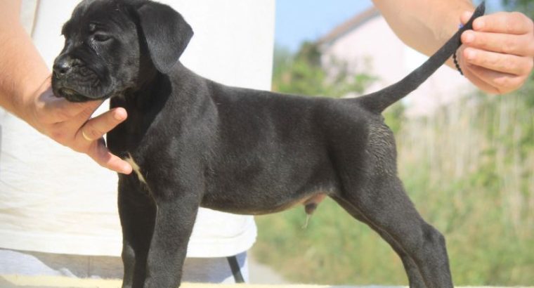 Cane Corso puppies for sale