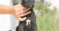 Cane Corso puppies for sale