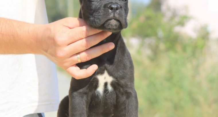Cane Corso puppies for sale