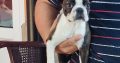 Boston terrier puppies for sale