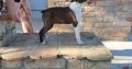 Boston terrier puppies for sale