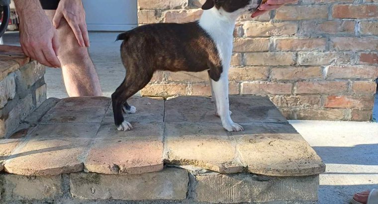 Boston terrier puppies for sale
