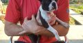 Boston terrier puppies for sale
