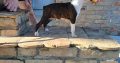 Boston terrier puppies for sale