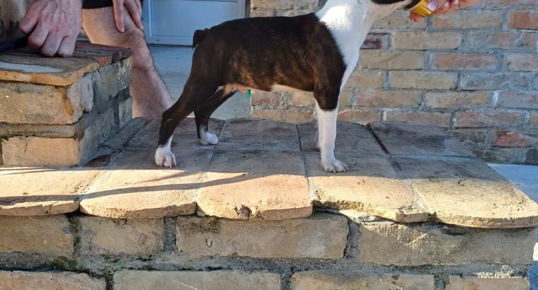 Boston terrier puppies for sale