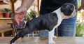 Boston terrier puppies for sale