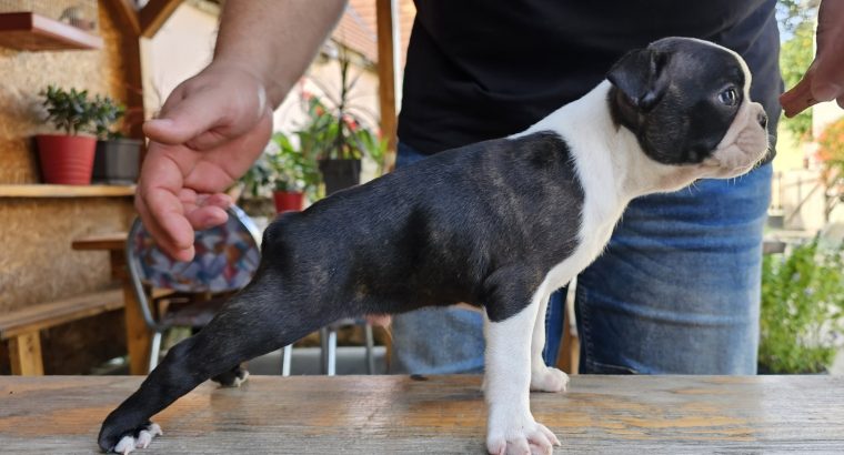 Boston terrier puppies for sale