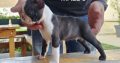 Boston terrier puppies for sale