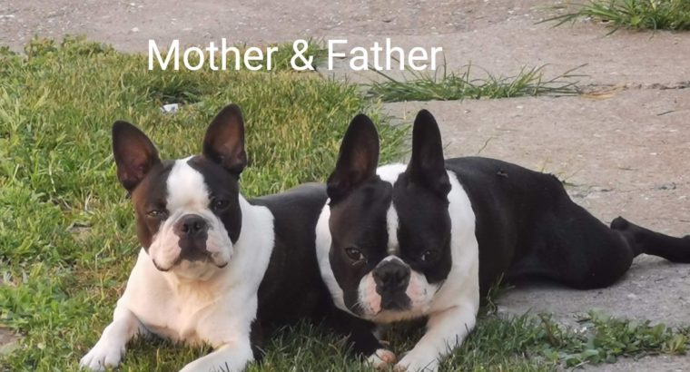 Boston terrier puppies for sale