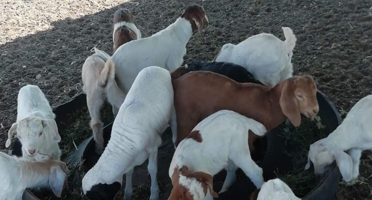 PURE BREED BOER/KALAHARI GOATS