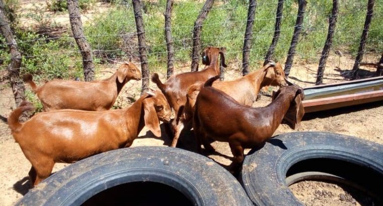 Kalahari Red goat for sale