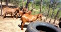 Kalahari Red goat for sale