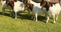 PURE BREED BOER/KALAHARI GOATS