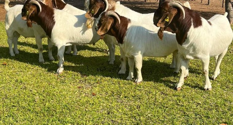 PURE BREED BOER/KALAHARI GOATS