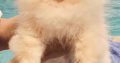 Pomeranian BOO TOP Class puppies
