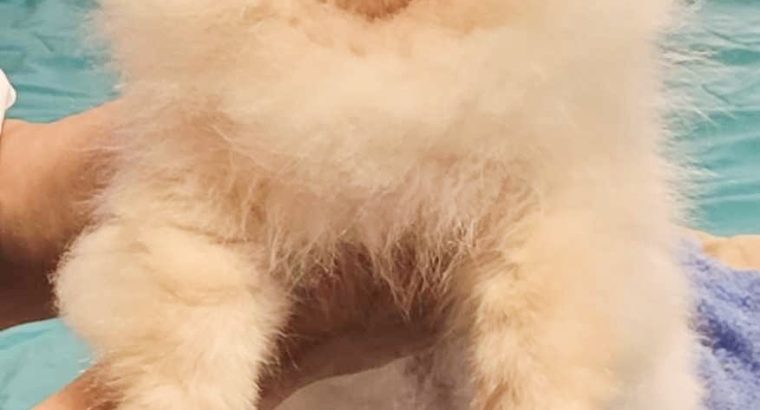 Pomeranian BOO TOP Class puppies
