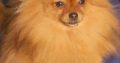Pomeranian BOO TOP Class puppies