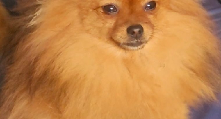Pomeranian BOO TOP Class puppies