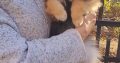 Pomeranian BOO TOP Class puppies