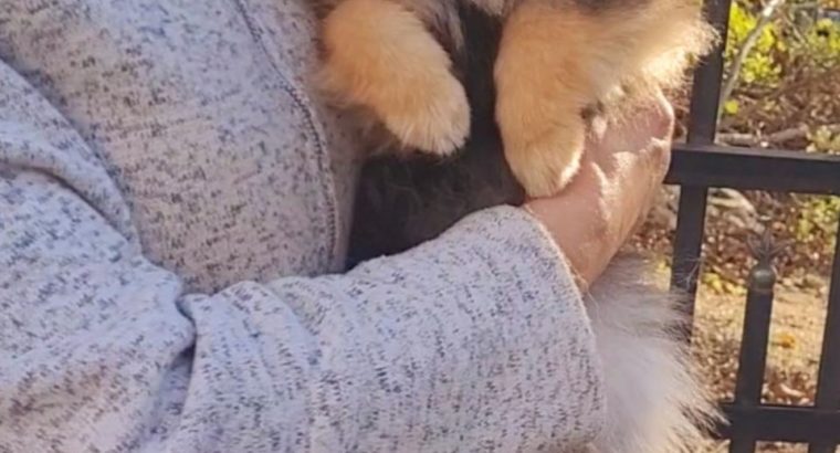 Pomeranian BOO TOP Class puppies