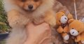 Pomeranian BOO TOP Class puppies