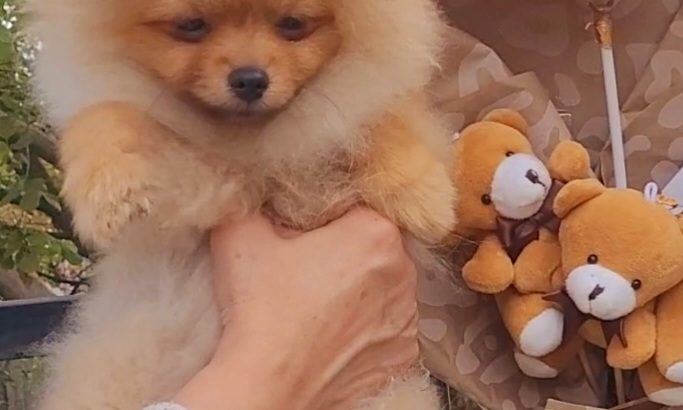 Pomeranian BOO TOP Class puppies