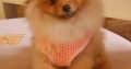 Pomeranian BOO TOP Class puppies