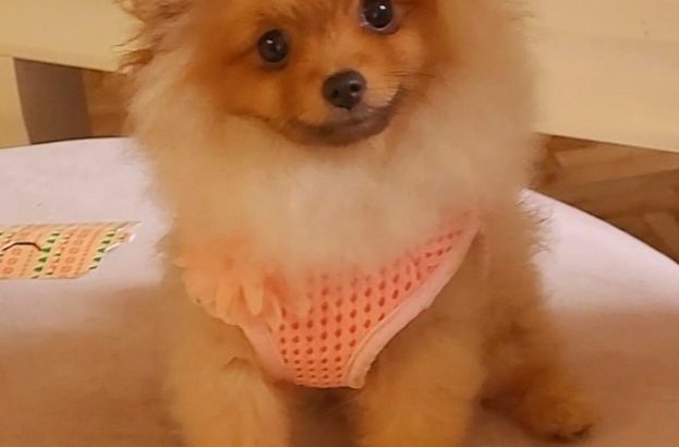 Pomeranian BOO TOP Class puppies