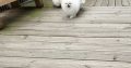 Pomeranian Spitz puppies