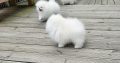Pomeranian Spitz puppies