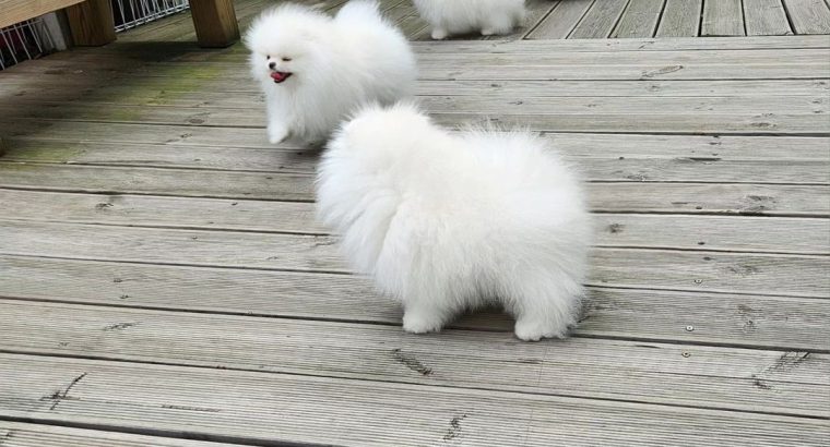 Pomeranian Spitz puppies