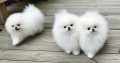 Pomeranian Spitz puppies