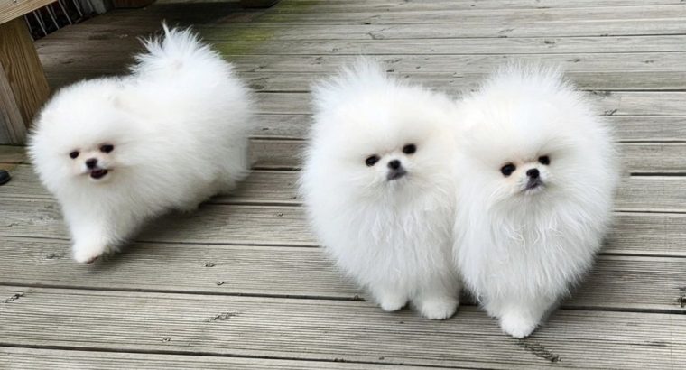 Pomeranian Spitz puppies