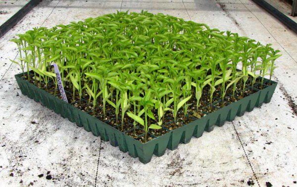 Coconut Fiber For Plants in South Africa