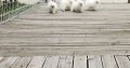 Pomeranian Spitz puppies