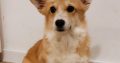 Pembroke Welsh Corgi puppies